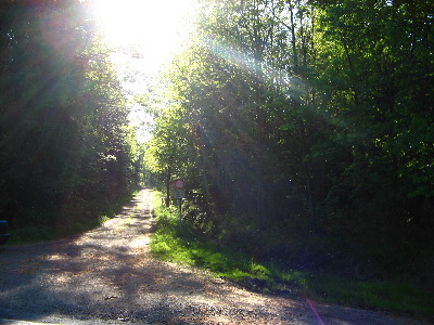 sonniger Soonwaldweg